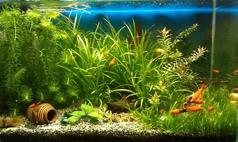 Whether you need something small, like a five-gallon tank, or something a little larger, like an 800-gallon aquarium, we have the tanks and supplies you need to get started. . Free fish tank
